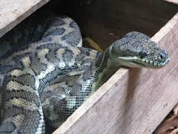#zoozajacduisburg #zoozajac #norbertswelt #hamster #zwerghamsterliebe #zwerghamster. Rautenpython Wikipedia