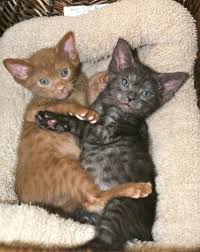 Mykittensite is one of the trusted and reliable pet site for pet selling in all over india with a wide range of pets.we also manage a wide range of cat sale in india with in premium quality pets in reasonable rates. Ocicat Cats For Sale Indianapolis In 124681 Petzlover
