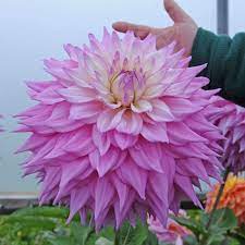 Dahlia Sir Alf Ramsay Flower Show Dahlia Bulb Flowers