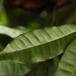 Image result for Clitandra cymulosa