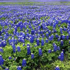 What better way to pass the time and celebrate the abundance of spring color than with texas wildflower coloring pages? Texas State Flower Bluebonnet