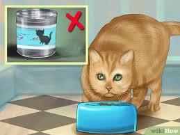 Nutrient absorption may be compromised; How To Choose A Diet For Ibd Cats 11 Steps With Pictures