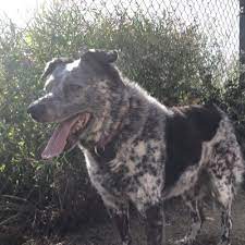 Santa clara county animal shelter. San Martin Animal Shelter San Shelter Twitter