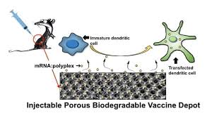 2 дозы с интервалом 4 недели. Injectable Biodegradable Chitosan Alginate 3d Porous Gel Scaffold For Mrna Vaccine Delivery Uw Bioengineering