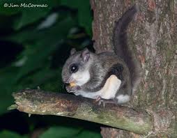 Squirrels typically don't wind up inside walls as much as rats do. Ohio Birds And Biodiversity Southern Flying Squirrels
