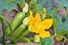 Zucchini is a favorite of home gardeners for good reason: How To Grow Summer Squash Gardener S Path