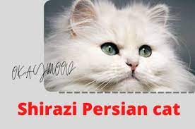 We have all of the information you need to know about persian breeders including website … Shirazi Persian Cat And Breeding Small Shirazi Cats