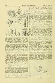 Image result for Harrisonia