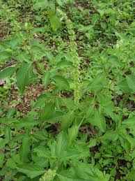 Image result for Ocimum americanum