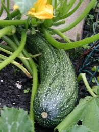 It, along with zucchini fritters, zucchini chili, zucchini casserole, zucchini fries, zucchini pickles, zucchini muffins, mashed zucchini, and zucchini quiche, is a way to use up the huge surplus of leftover zucchini before it rots in the fridge. Marrow What Are Vegetables Squash Types Zucchini Squash