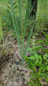 Image result for Gladiolus magnificus