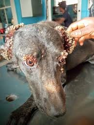 Things Have Turned Around for Sweet, Sad Dog Covered in Thousands of Ticks