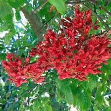 Image result for Schotia brachypetala