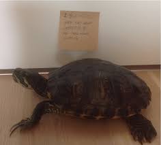 No turtle  human mating [Archive] - The Technodrome Forums