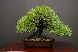 Because michael bonsai showed this view first, we'll call it the front, though you could just as easily choose the opposite side. Kuromatsu John Milton Bonsai