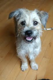 She is friendly and ready for a home. Free Photo Pet Dog Animal Dog Friend Free Download Jooinn