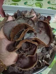 As a creative company, we deliver a portfolio of innovative services to match your existing needs or to inspire new ones. Cendawan Telinga Kera Kering Dried Black Jelly Mushroom Shopee Malaysia