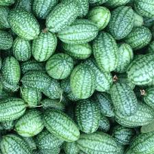 Image result for Zehneria scabra