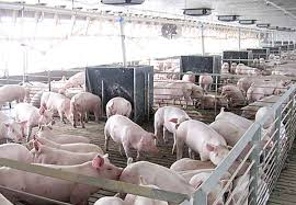 Ferma 25 aprilie 2019 sezonul 4 episodul 38 | p1. OpticÄ De Comisar De La Garda De Mediu Pus In FaÅ£a Unei ActivitÄÅ£i Ilegale Ferma Nu Are AutorizaÅ£ie Dar Nu Putem LÄsa Porcii SÄ Se Plimbe Prin OrÄstie Stiri Si Informatii