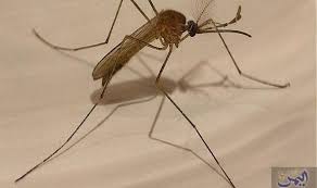 طرق لطرد الناموس خارج المنزل والوقاية من لدغاته insects