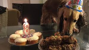 Poochie Meat Cakes Another Recipe That Can Be Shared By Both Dogs And Humans These Meat Cakes Make An Raw Dog Food Recipes Dog Food Recipes Homemade Dog Food