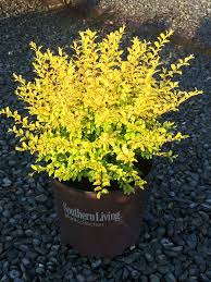 We did not find results for: Ligustrum Sunshine Wow Glow In The Dark Shrubs For Landscaping Sunshine Ligustrum Garden Ideas Sunshine Ligustrum Landscaping