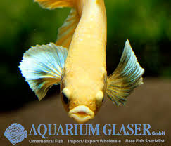Top elephant butte golf courses: Betta Splendens Shortfin Elephant Ear Aquarium Glaser Gmbh