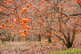 Additional information about hana fuyu japanese persimmon. How To Grow Asian Persimmons Diospyros Kaki Gardener S Path