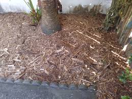 It provides insects already in the vicinity with a hospitable environment. Cypress Mulch Chips Florida Cypress Wood Products Inc