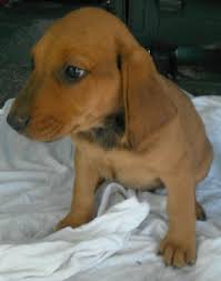Find mixed labrador retriever puppies and dogs from a breeder near you. Hound Lab Mix Puppies Web Page