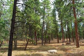 For grand canyon rv camping with fewer tourists, try the north rim campground. Mather Campground Grand Canyon National Park Recreation Gov