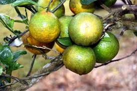 Satsuma, former province in kyushu, japan date: Louisiana Citrus Growers Keep Going Despite Weather Market Setbacks Agfax