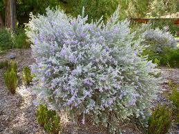 Had no need for it then developed arthritus in my hands. Eremophila Nivea Emu Bush Gardening With Angus