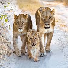 The Power Of Three Baby Animals Funny Baby Animals Super Cute Animal Planet