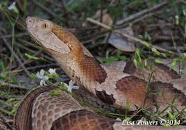 The larger species feed on rodents, and sometimes birds. Copperhead Agkistrodon Contortrix Kentucky Snake Identification