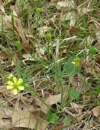 Image result for Ranunculus raeae