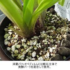 「ボラ土」の画像検索結果