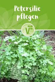 Winterhartes Krauterbeet Plant Happy Petersilie Pflanzen Gartentipps Winterharte Pflanzen