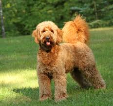 Mini Goldendoodle Full Size Goldenacresdogs Com