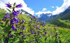 This national park shares borders with nepal and tibet. How To Reach Valley Of Flowers Complete Travel Guide