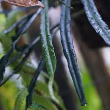 Image result for Elaphoglossum spathulatum