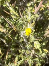 Image result for Melolobium