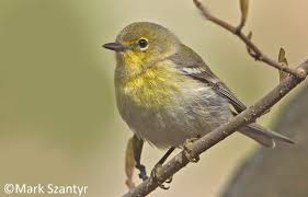 Select from 5,000 premium warblers of the highest quality. Photos Pine Warbler Setophaga Pinus Birds Of The World