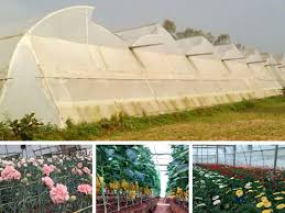 Bamboo is a renewable resource that is strong and easy to build with, lasting for several years before it needs to be replaced. Greenhouse Farming In India Beginner Guide 2021