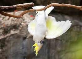 Bird On Tree Branch Sulfur Crested Cockatoo Hanging Upside Down On Tree Branch Parrot Bird Supplies Pet Birds