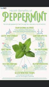 Pin By Oneida Rodriguez On Health Benefits Peppermint Health Benefits Peppermint Seasonal Allergies