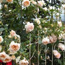 Ginger Syllabub English Roses Roses Climbing Roses Rose Garden Care