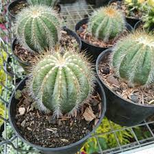 Tanaman kaktus udang tanaman kaktus unik bunga kaktus yang unik usaha bunga kaktus video bunga kaktus bunga kaktus koboi (the cowboy cactus flower) disamping bunga. Tanaman Bunga Kaktus Hias Shopee Indonesia