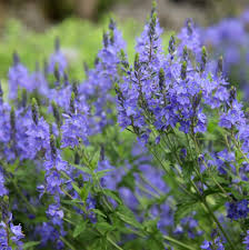 Buy speedwell Veronica Shirley Blue: £9.99 Delivery by Crocus