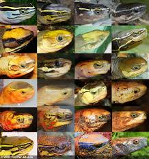 Asian Box Turtle Wikipedia The Free Encyclopedia Box Turtle Turtle Asian